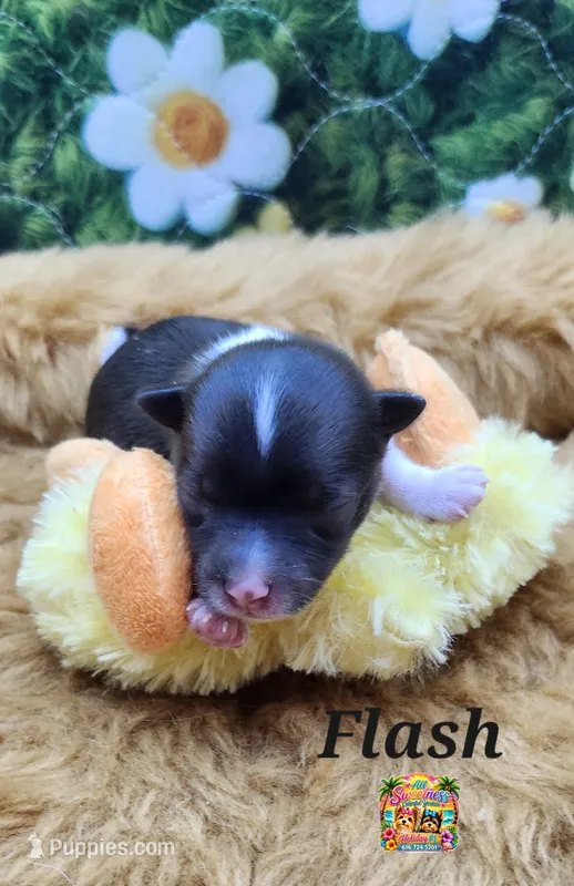 Flash – Yorkshire Terrier puppy on hold in Holiday, FL