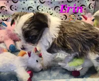 Erin blue eye, a female Yorkshire Terrier for sale in Holiday, FL – 9 of 9