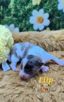 Flip, a male Yorkshire Terrier and Biewer for sale in Holiday, FL – 2 of 10