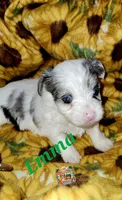 Emma possible blue eyes, a female Yorkshire Terrier for sale in Holiday, FL – 5 of 8