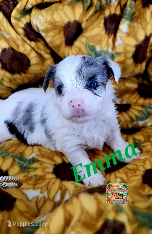 Emma – Yorkshire Terrier puppy for sale in Holiday, FL