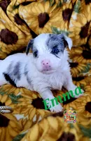 Emma possible blue eyes, a female Yorkshire Terrier for sale in Holiday, FL – 1 of 8