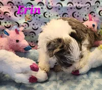 Erin blue eye, a female Yorkshire Terrier for sale in Holiday, FL – 8 of 9