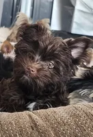 Robin, a male Yorkshire Terrier for sale in Holiday, FL – Photo 2 of 5