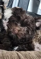 Robin, a male Yorkshire Terrier for sale in Holiday, FL – Photo 1 of 5