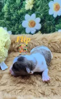 Flip, a male Yorkshire Terrier and Biewer for sale in Holiday, FL – 7 of 10