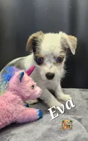 Eva blue eyes, a female Yorkshire Terrier for sale in Holiday, FL – 5 of 10