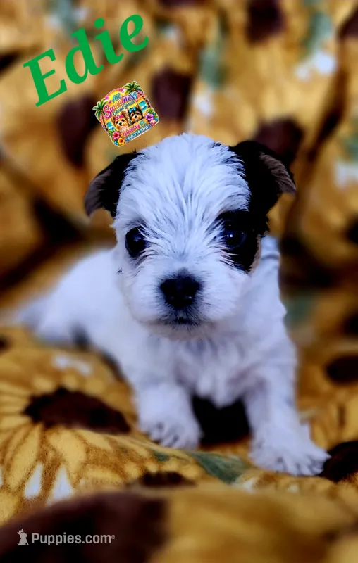 Edie – Yorkshire Terrier puppy for sale in Holiday, FL
