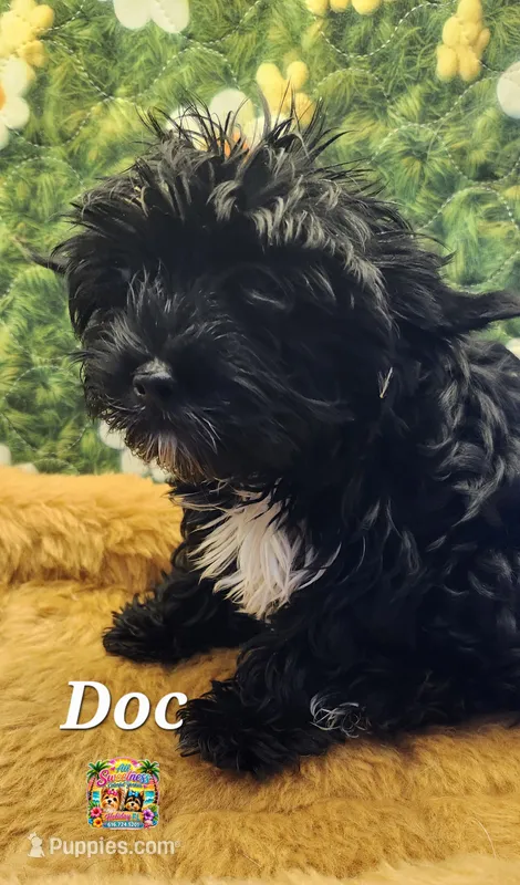 Doc – Yorkshire Terrier puppy for sale in Holiday, FL