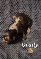 Grady, a male Yorkshire Terrier for sale in Holiday, FL – 2 of 2