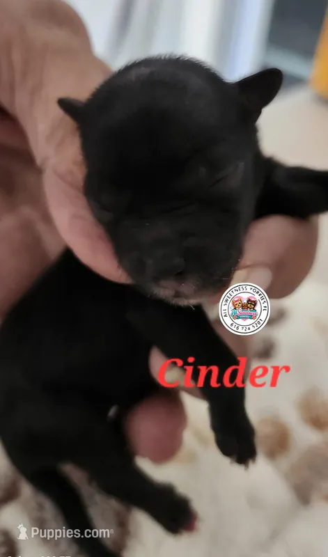 Cinder