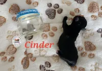 Cinder, a female Yorkshire Terrier for sale in Holiday, FL – Photo 2 of 2