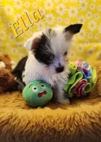 Ella , a female Yorkshire Terrier for sale in Holiday, FL – 2 of 9