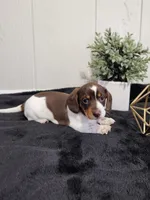Aspen, a female Dachshund for sale in Dundee, OH – 2 of 2