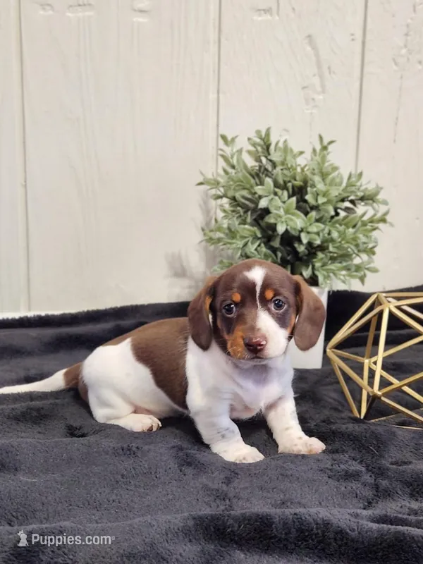 Aspen – Dachshund puppy for sale in Dundee, OH