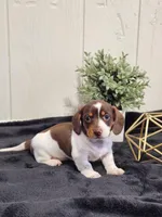 Aspen, a female Dachshund for sale in Dundee, OH – 1 of 2