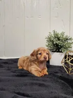 River, a female Dachshund for sale in Dundee, OH – 3 of 3