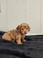 River, a female Dachshund for sale in Dundee, OH – 2 of 3