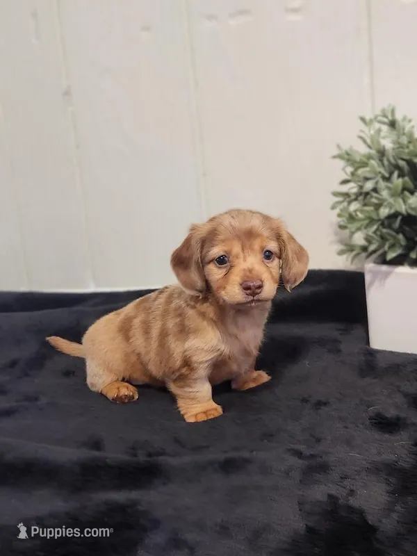 River – Dachshund puppy for sale in Dundee, OH