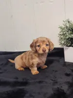 River, a female Dachshund for sale in Dundee, OH – 1 of 3