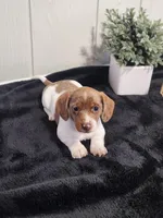 Sage, a female Dachshund for sale in Dundee, OH – 3 of 4