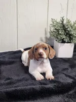 Sage, a female Dachshund for sale in Dundee, OH – 4 of 4