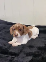 Sage, a female Dachshund for sale in Dundee, OH – 2 of 4