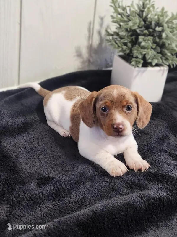 Sage – Dachshund puppy for sale in Dundee, OH