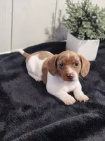 Sage, a female Dachshund for sale in Dundee, OH – 1 of 4