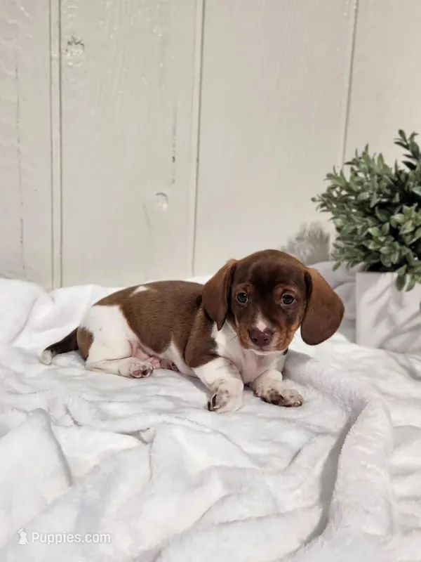 Ollie – Dachshund puppy for sale in Dundee, OH