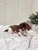 Ollie, a female Dachshund for sale in Dundee, OH – 1 of 4