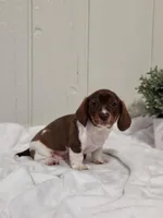 Ollie, a female Dachshund for sale in Dundee, OH – 2 of 4