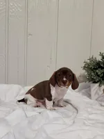 Ollie, a female Dachshund for sale in Dundee, OH – 4 of 4