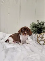 Ollie, a female Dachshund for sale in Dundee, OH – 3 of 4