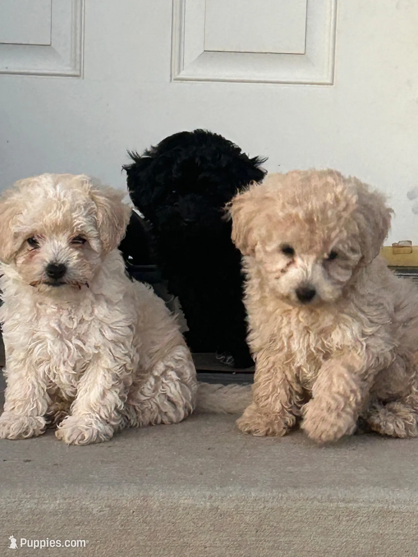 Latte, a female Poodle - Toy  for sale in Phelan, CA – Photo 4 of 6