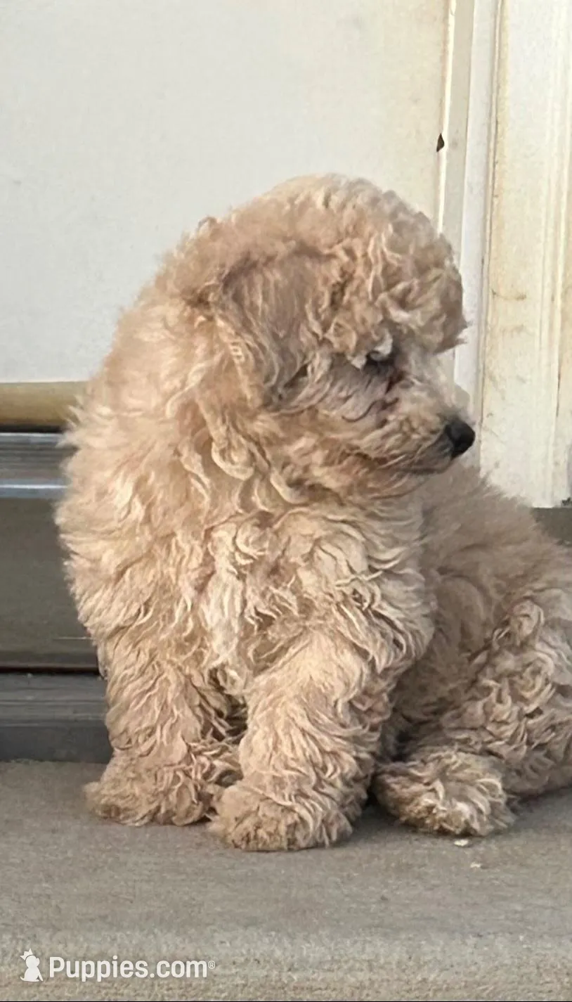 Latte, a female Poodle - Toy  for sale in Phelan, CA – Photo 1 of 6