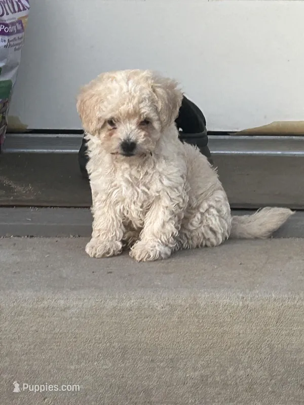 Milky  – Poodle - Toy  puppy for sale in Phelan, CA