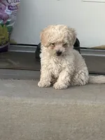 Milky , a male Poodle - Toy  for sale in Phelan, CA – Photo 8 of 9