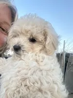 Milky , a male Poodle - Toy  for sale in Phelan, CA – Photo 6 of 9