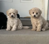 Milky , a male Poodle - Toy  for sale in Phelan, CA – Photo 3 of 9