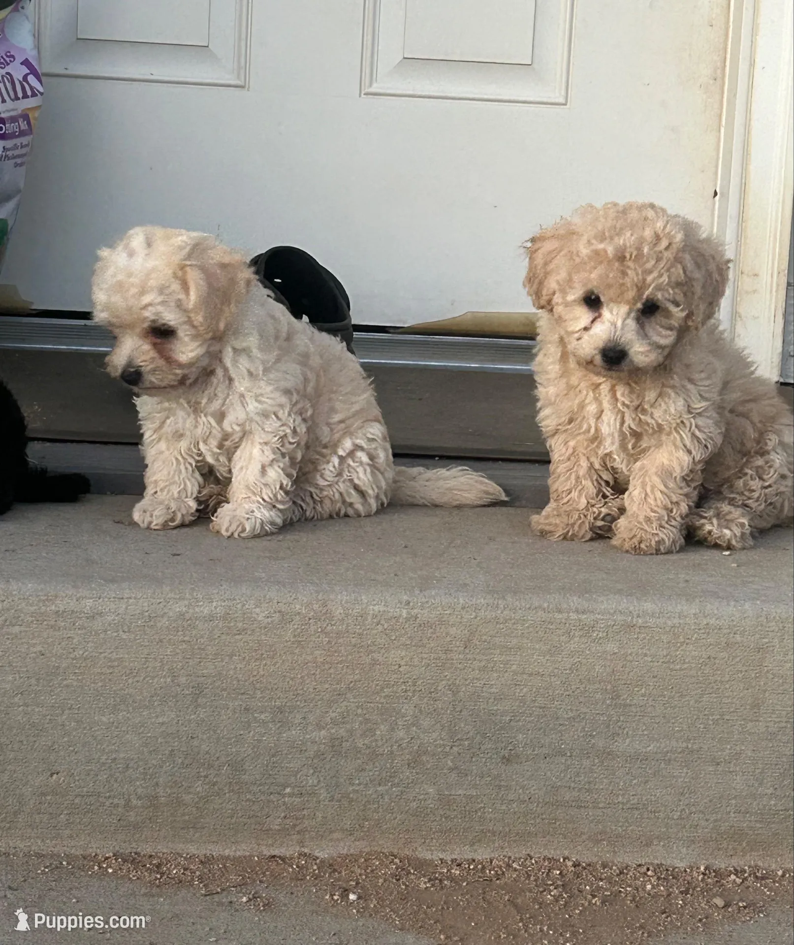 Latte, a female Poodle - Toy  for sale in Phelan, CA – Photo 6 of 6