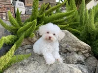 Klondike, a male Maltipoo for sale in Tracy, CA – 2 of 2