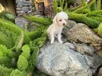 Bella, a female Maltipoo and Poodle - Toy  for sale in Tracy, CA – Photo 1 of 3