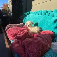 Bella, a female Maltipoo and Poodle - Toy  for sale in Tracy, CA – Photo 2 of 2