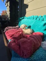 Bella, a female Maltipoo and Poodle - Toy  for sale in Tracy, CA – Photo 3 of 3