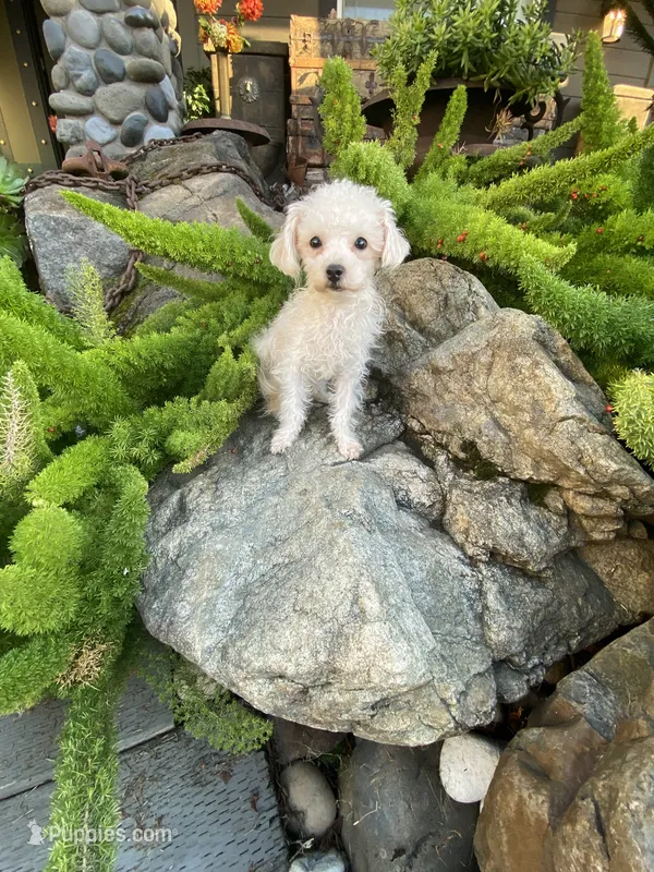 Bella – Maltipoo, Poodle - Toy  puppy for sale in Tracy, CA