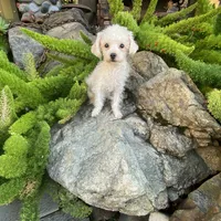 Bella, a female Maltipoo and Poodle - Toy  for sale in Tracy, CA – Photo 1 of 2