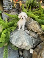 Bella, a female Maltipoo and Poodle - Toy  for sale in Tracy, CA – Photo 2 of 3
