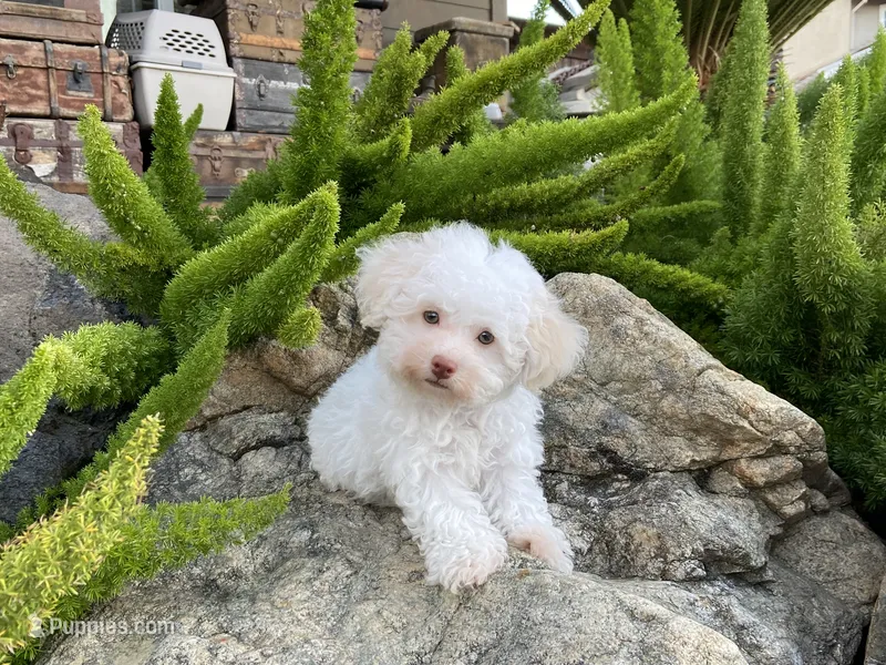 Klondike – Maltipoo puppy for sale in Tracy, CA