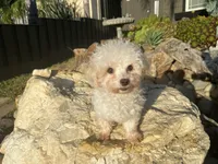 Bentley, a male Maltipom for sale in Tracy, CA – 6 of 6
